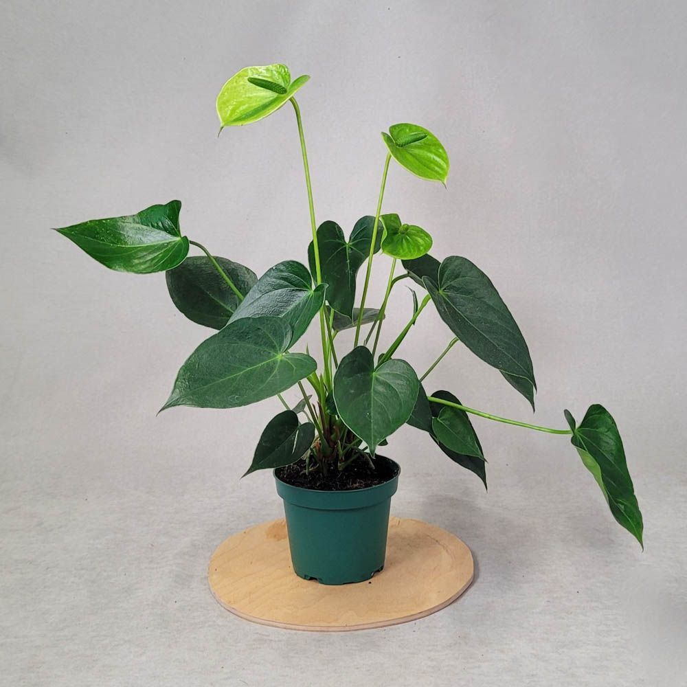 anthurium 45 cm