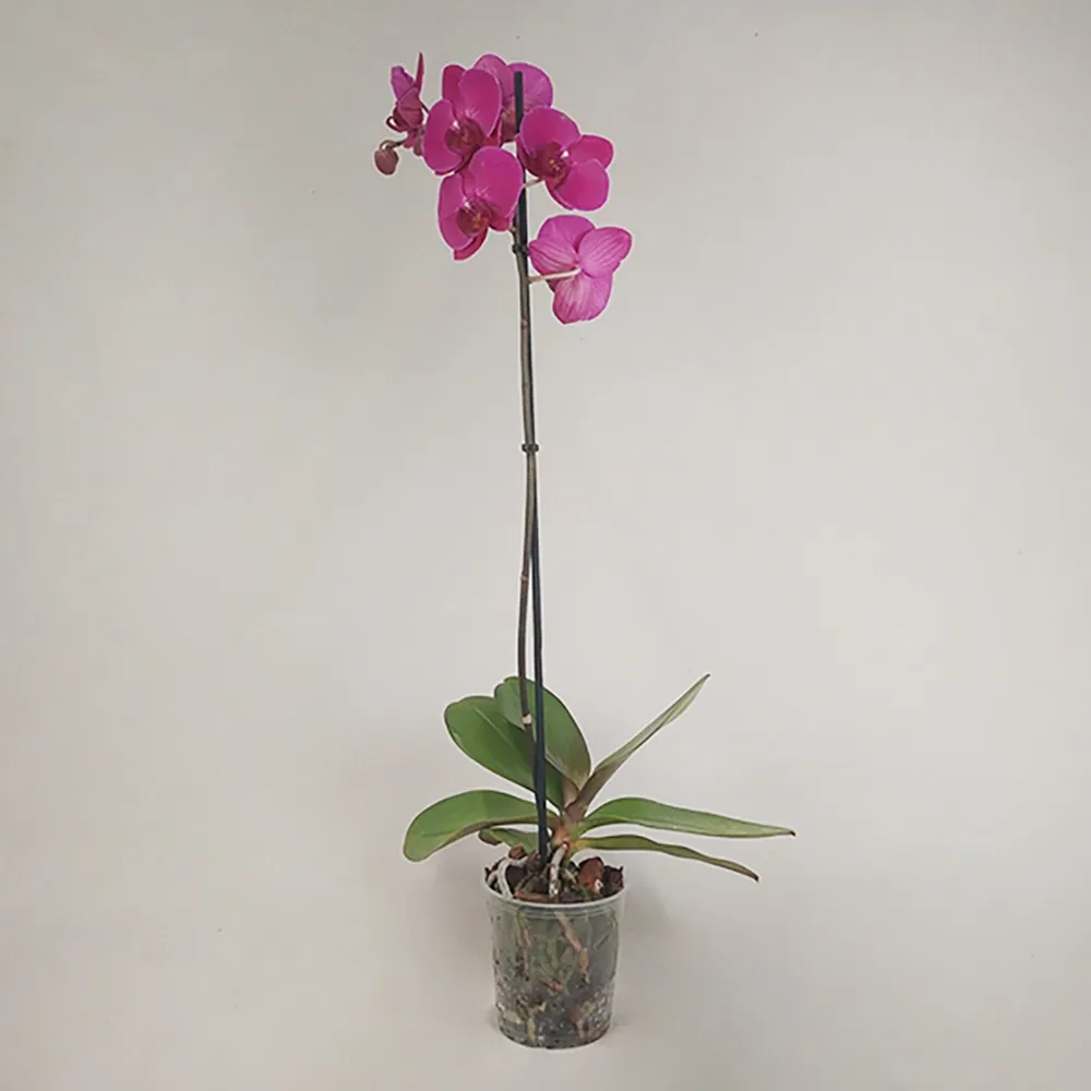 Dark purple Orchid (Single Stem)