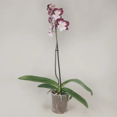 Purple Orchid with White Heart (Single Stem)