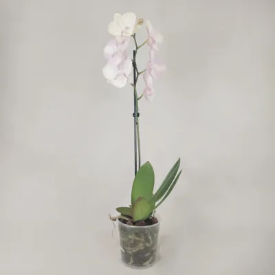 Pinkish Orchid (Single Stem)