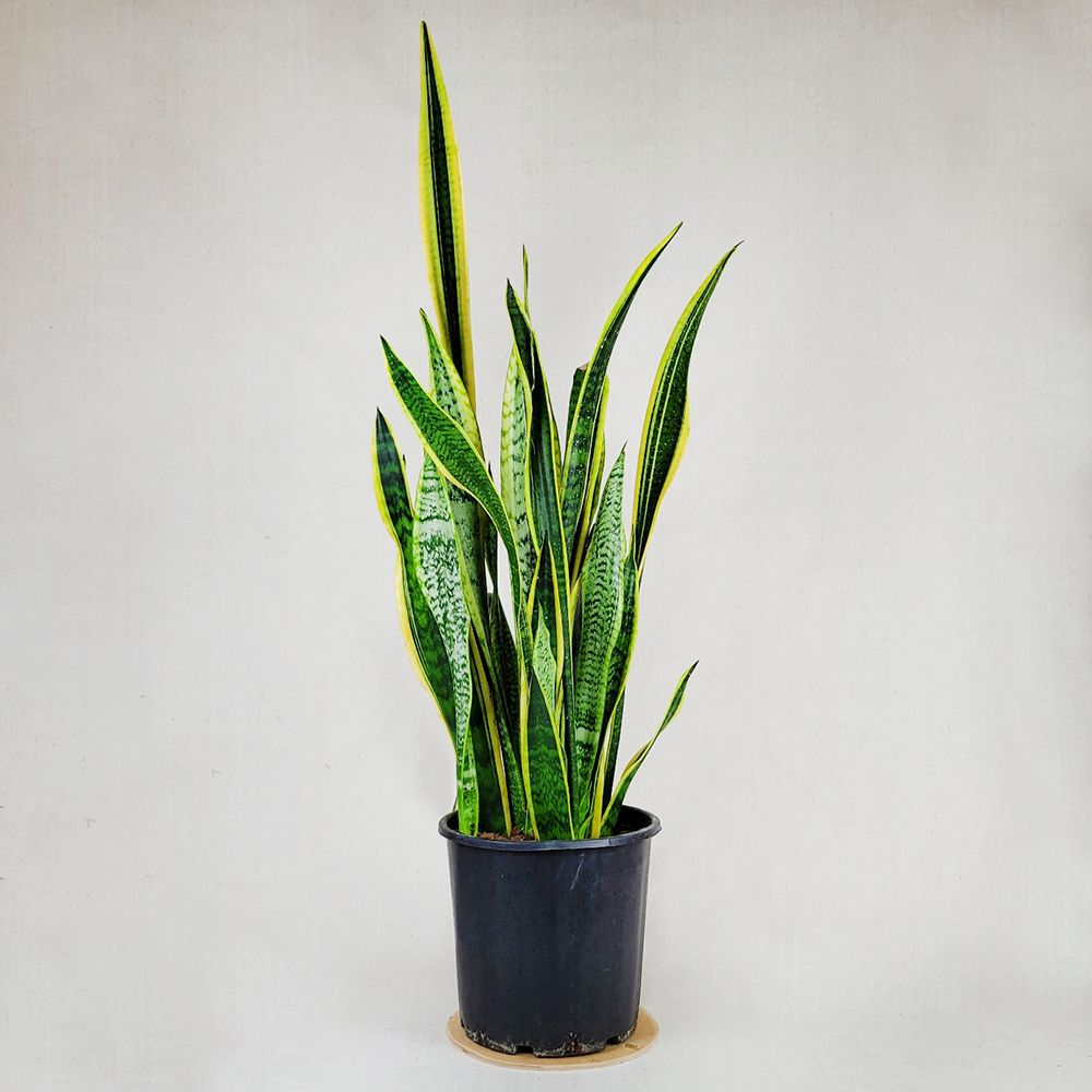 Sansevieria 120 cm