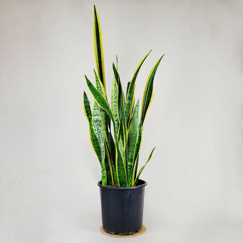 Sansevieria 120 cm