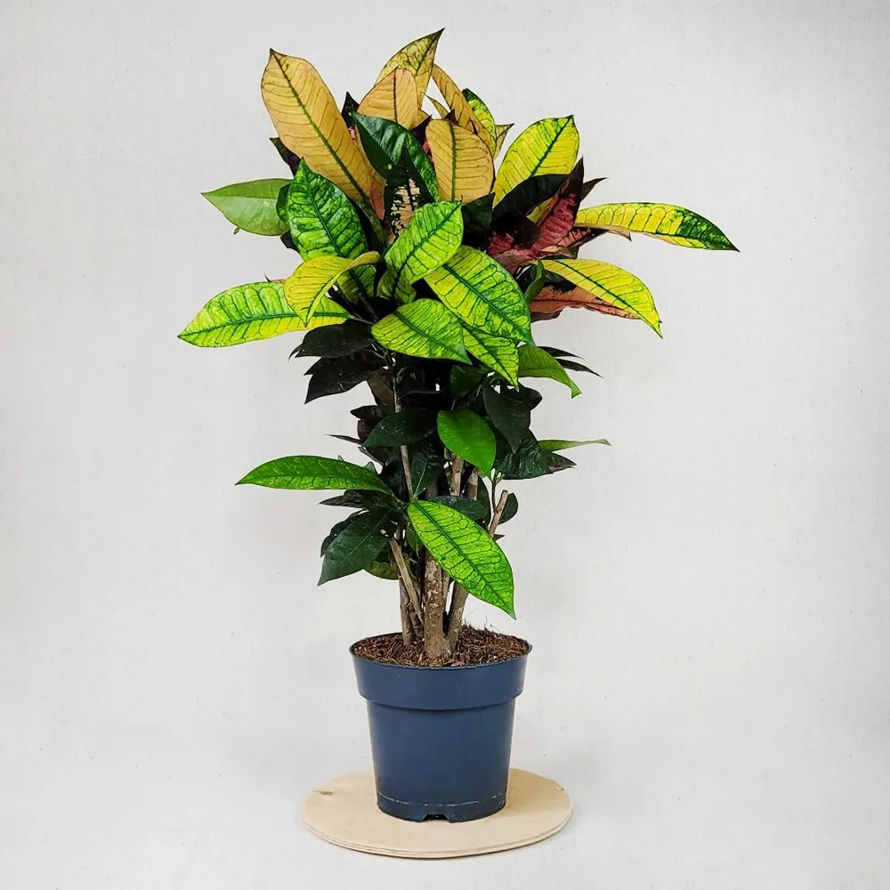Croton 70 cm