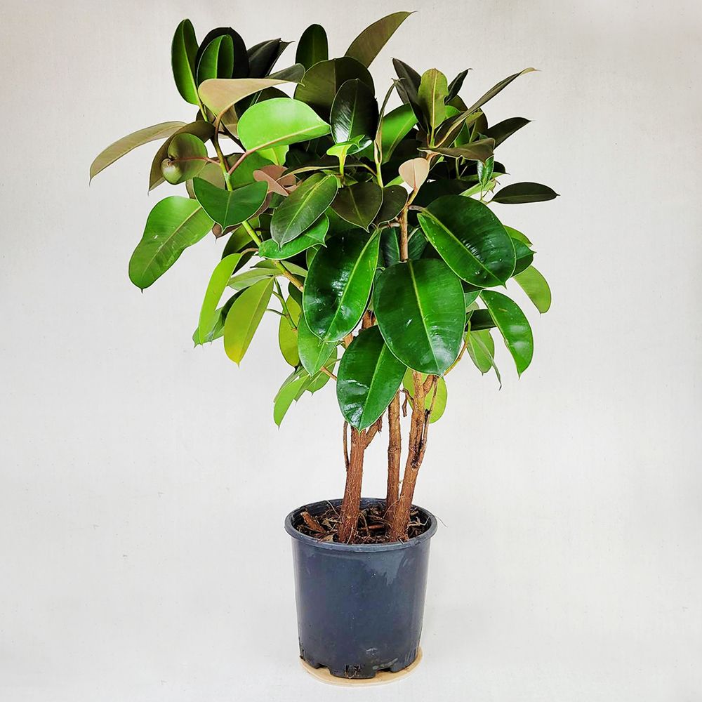 Ficus 130 cm