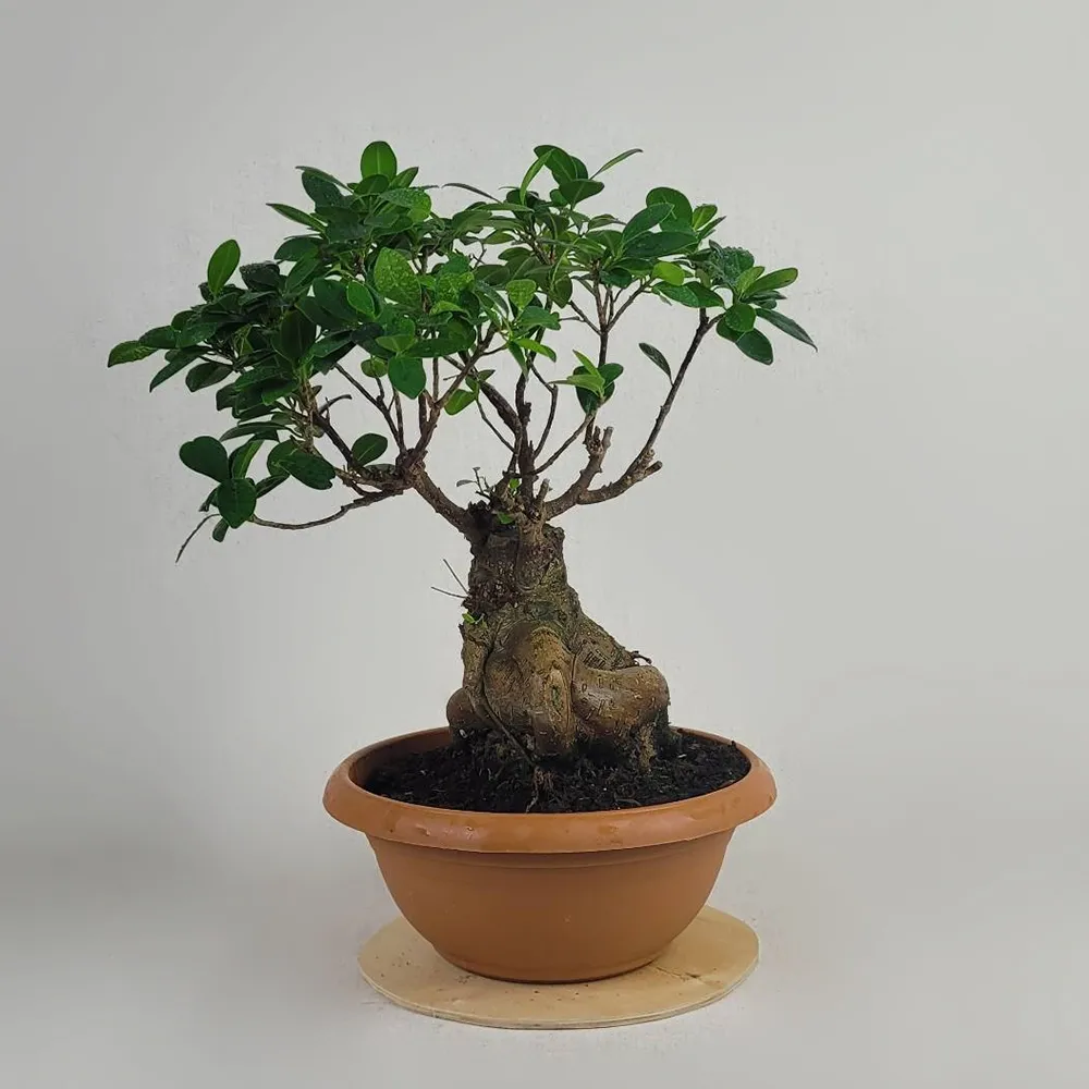 Bonsai 55 cm