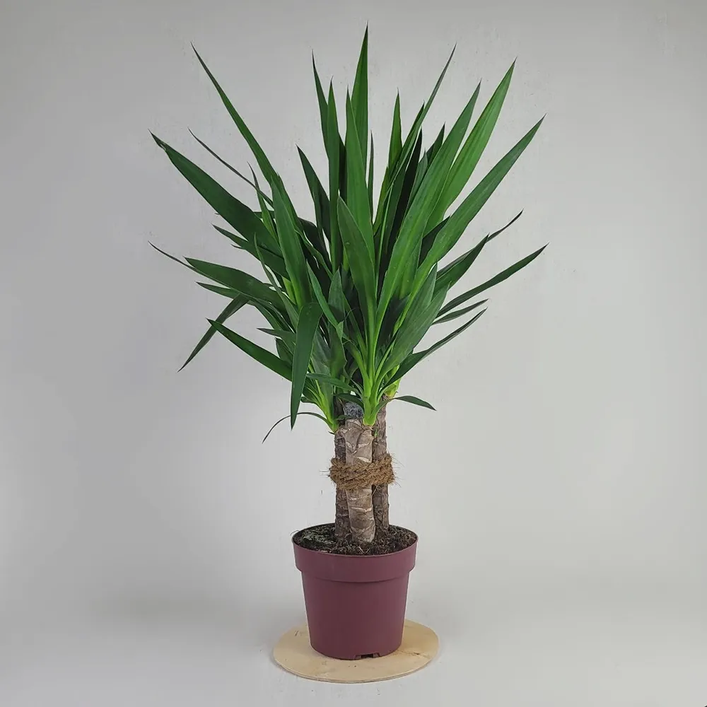 Yucca 1 stem 90 cm
