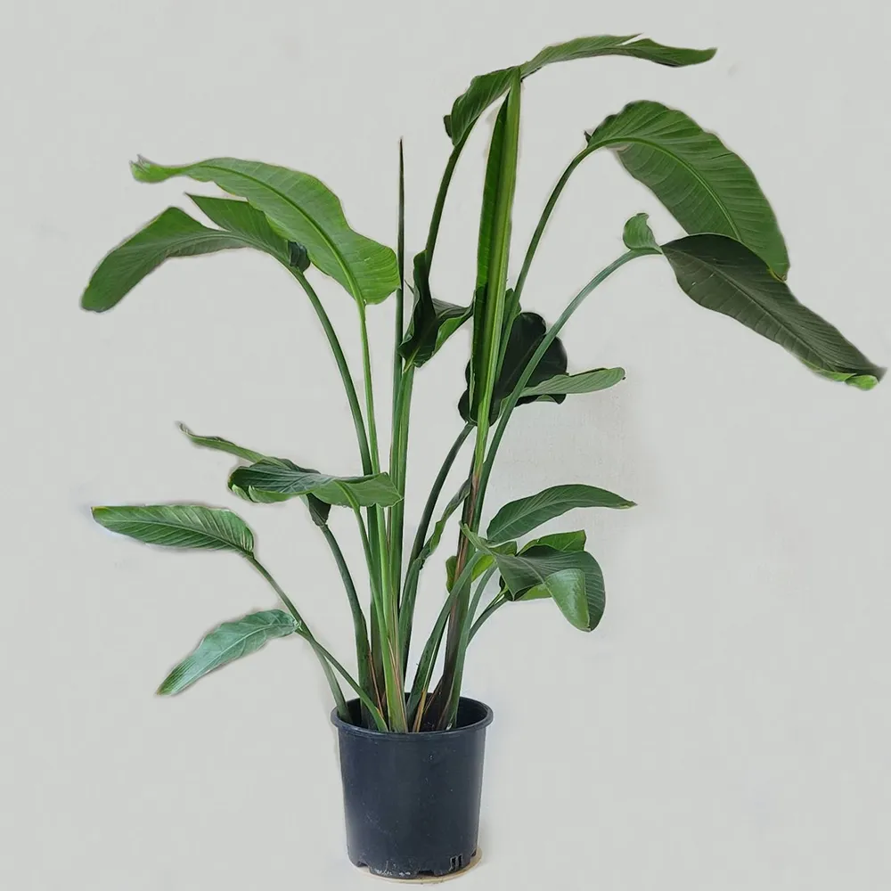 Strelicia 200 cm
