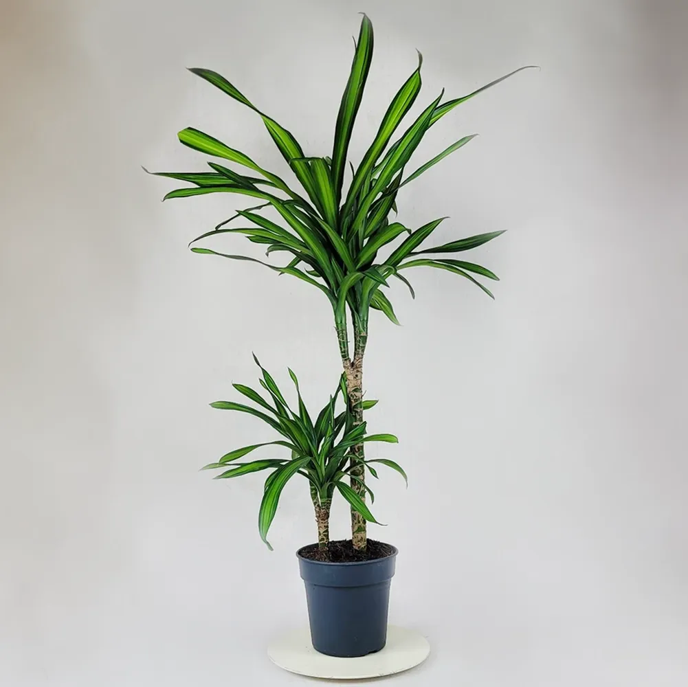 Dracaena 2 stems 80 cm