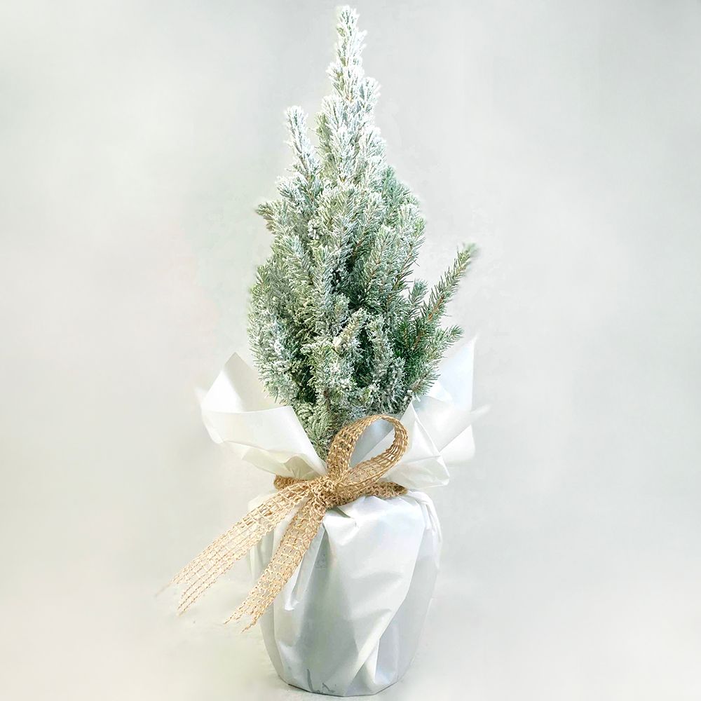 Living Christmas tree (55 cm)