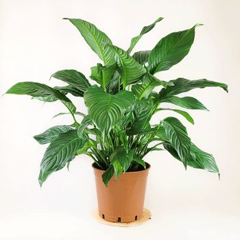 Plants