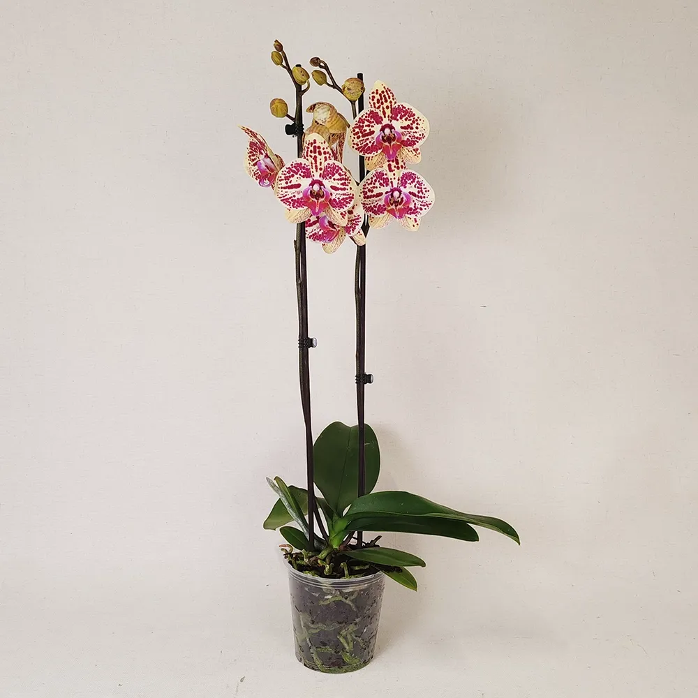 Variegated Orchid