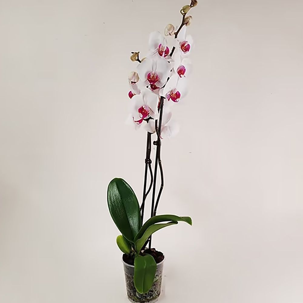 Light Purple Orchid