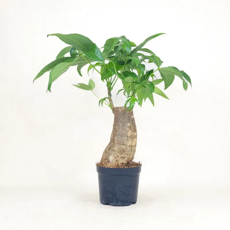 Pachira aquatica