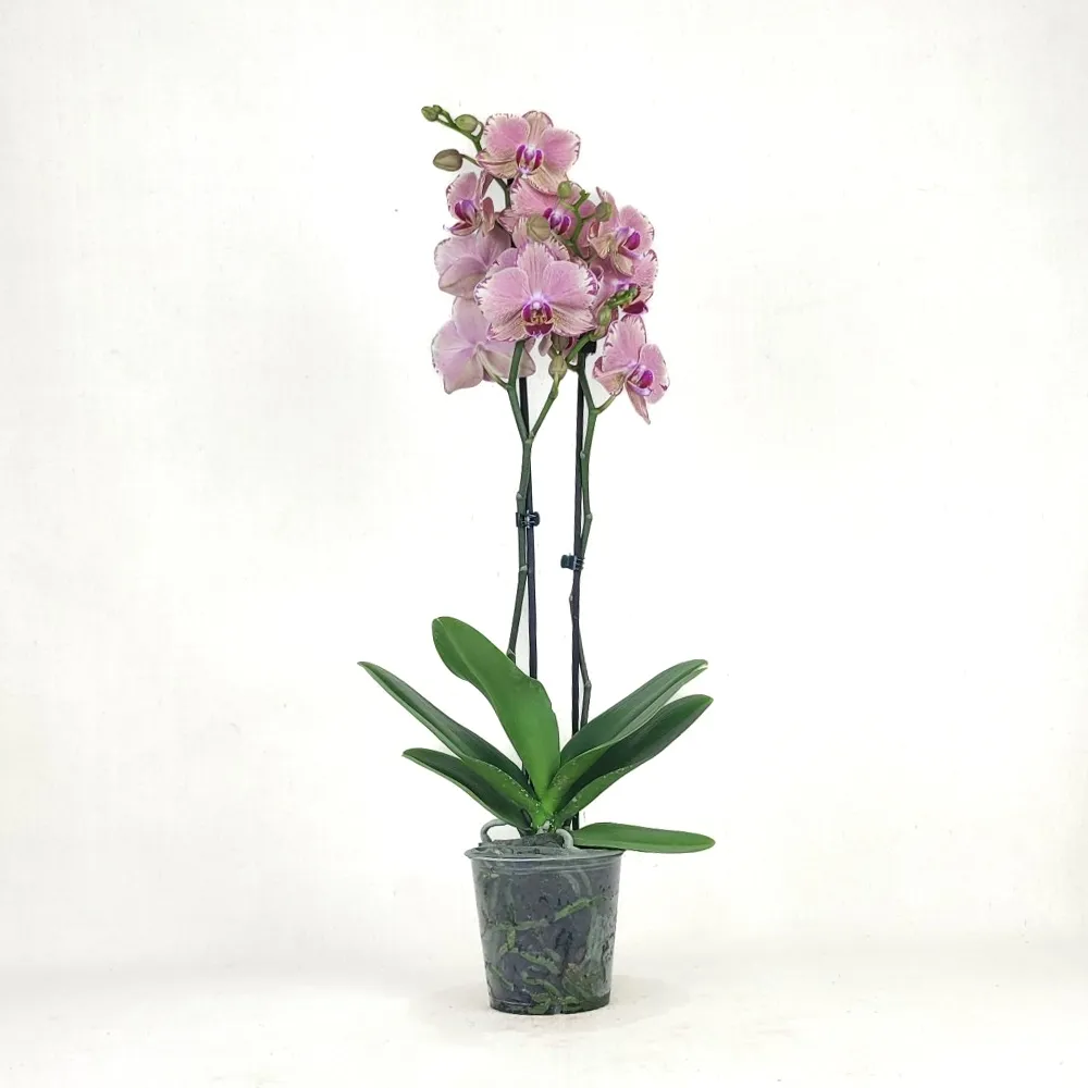 Purple Orchid