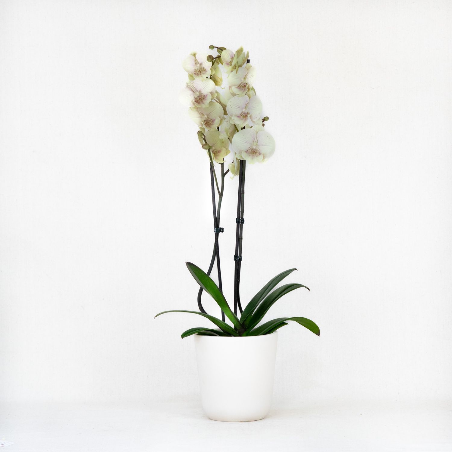 White Orchid (Double Stem)