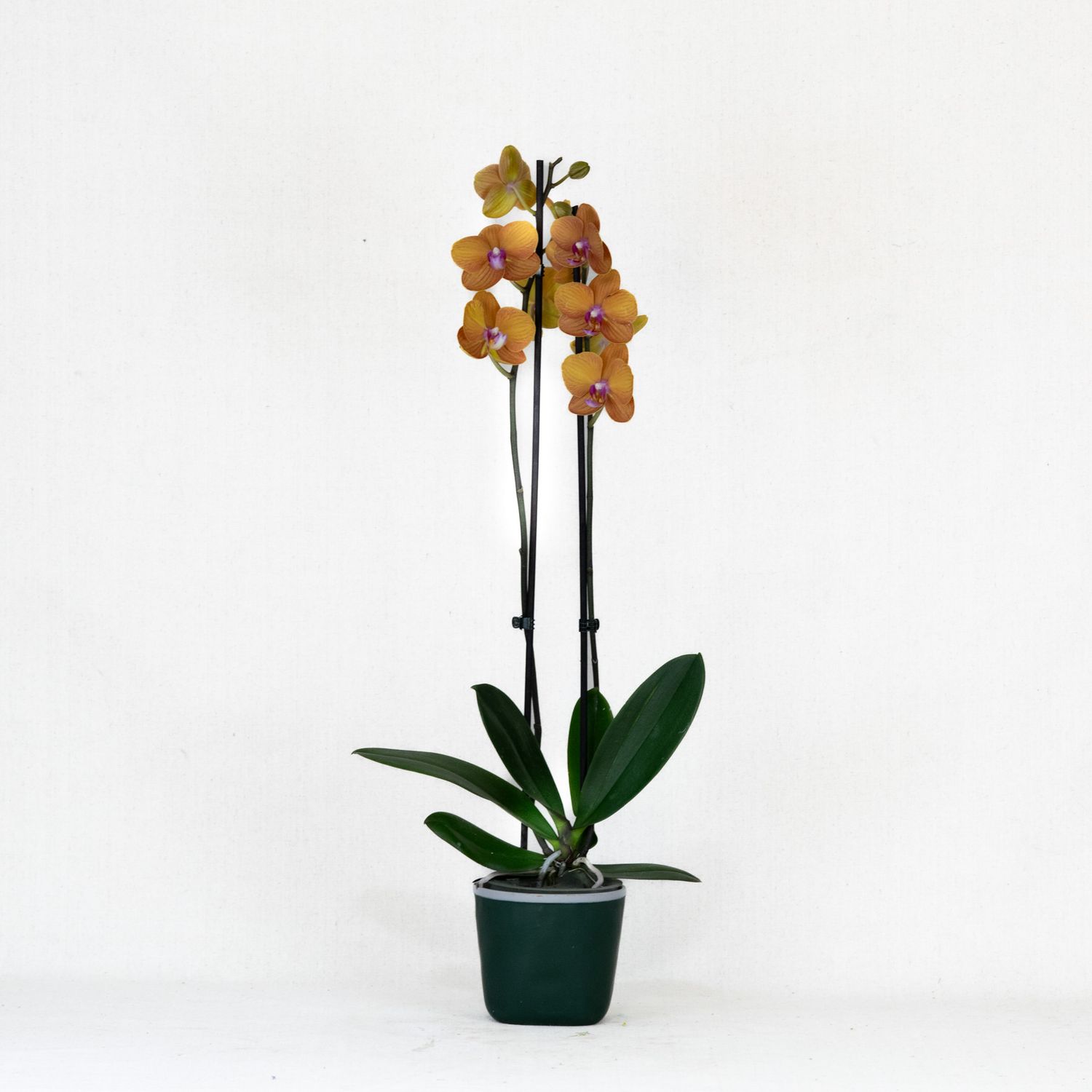 Orange Orchid (Double Stem)