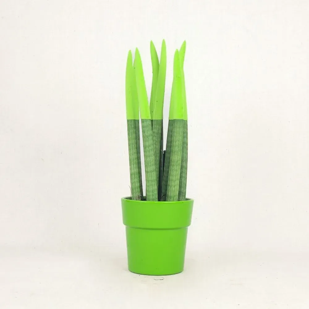 Sansevieria 35 cm
