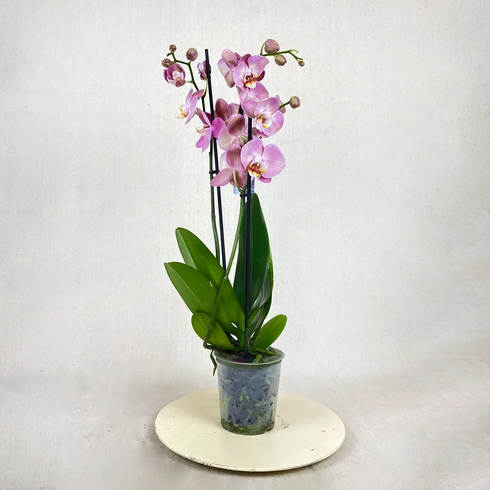 Orchid (with three branches)