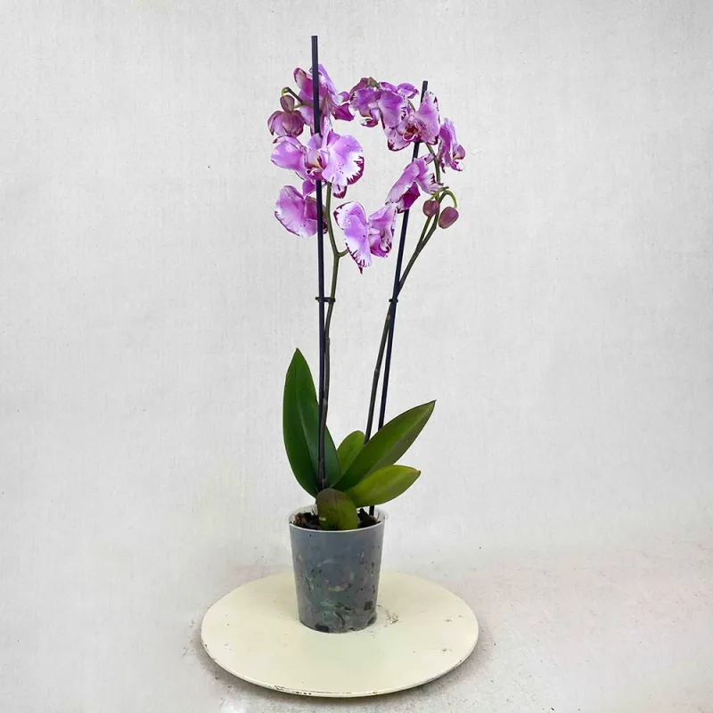 Purple Orchid
