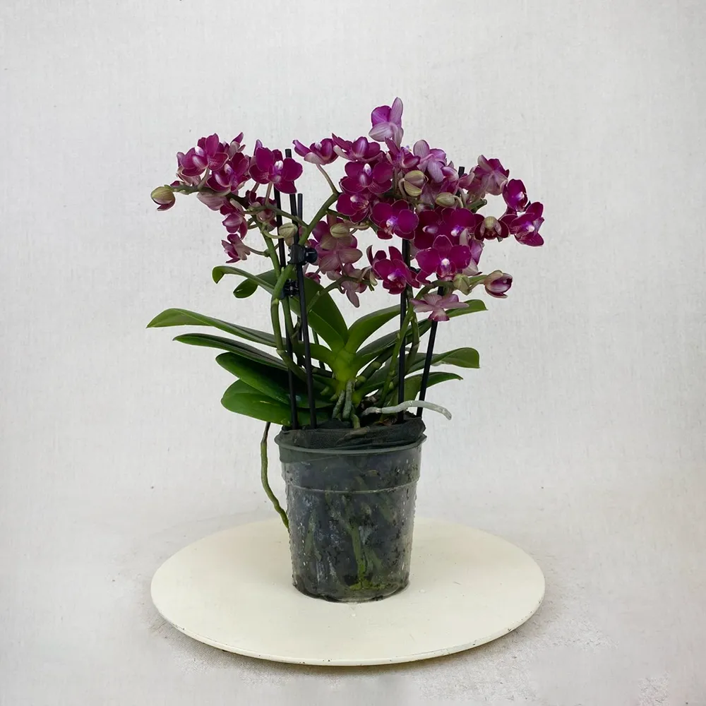 Dark purple Mini Orchid
