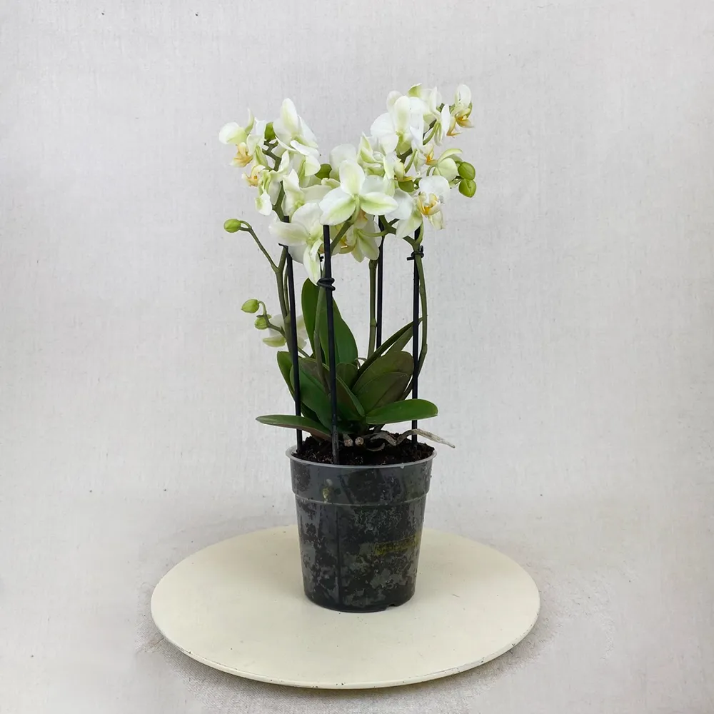 White mini orchid