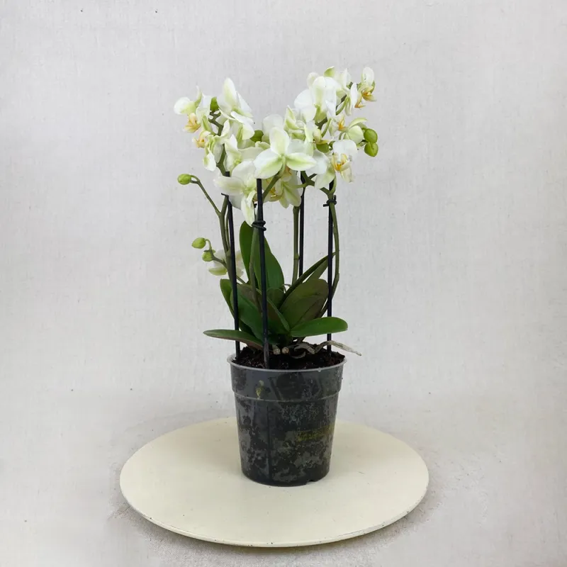 White mini orchid