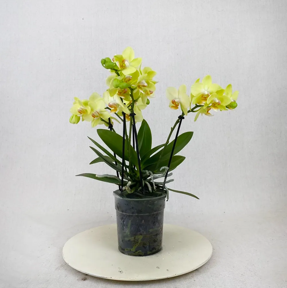 Yellow mini orchid