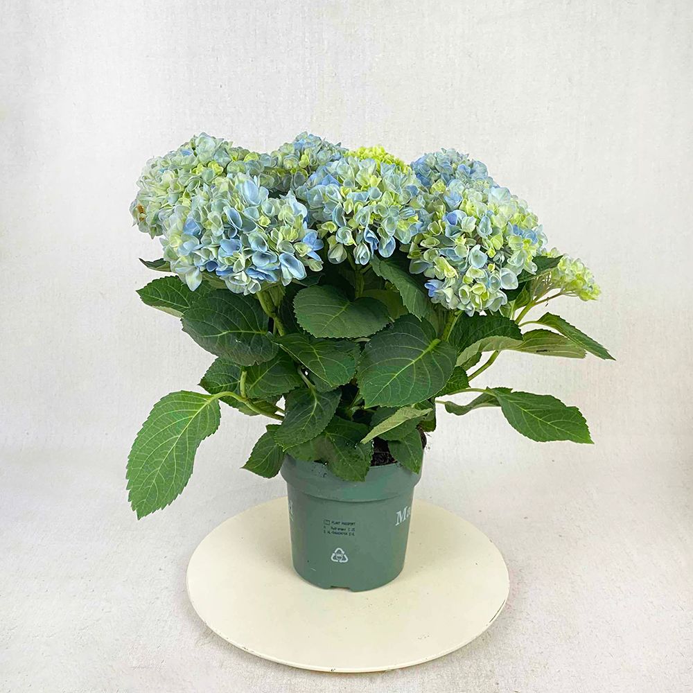 Blue hydrangea 35 cm