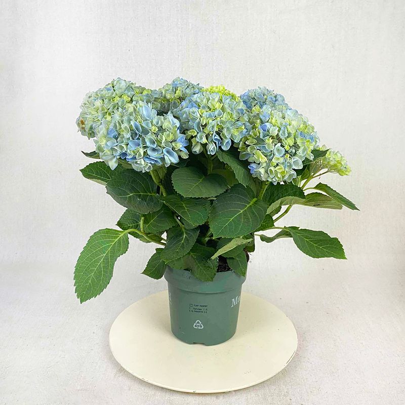 Blue hydrangea 35 cm