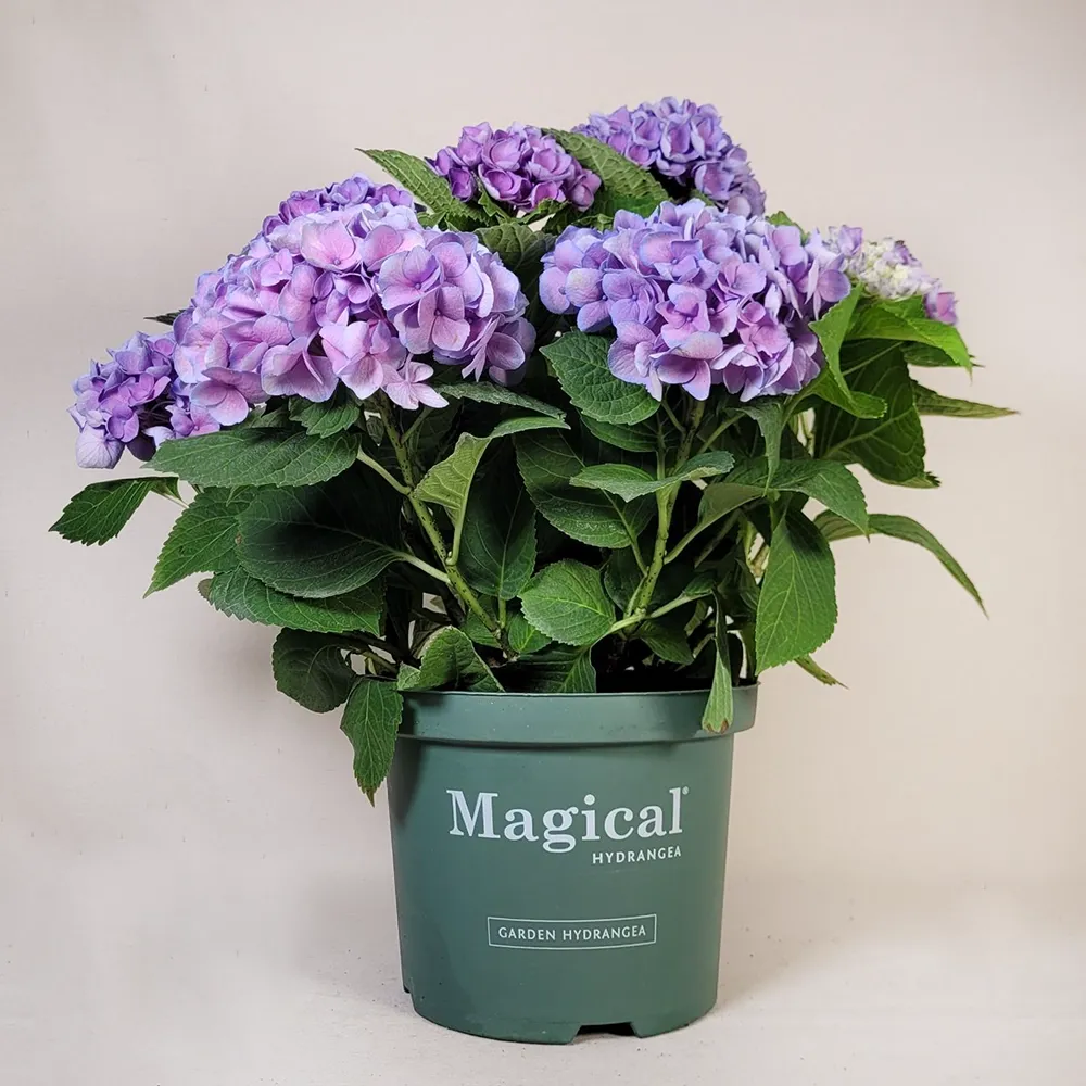 Hydrangea 50cm
