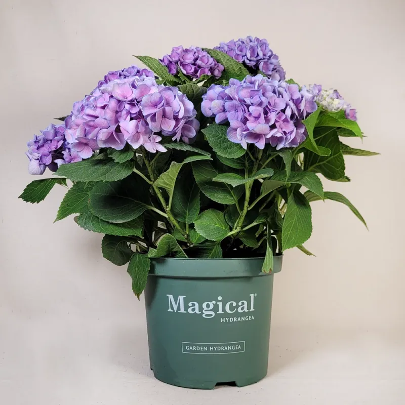 Hydrangea 50cm