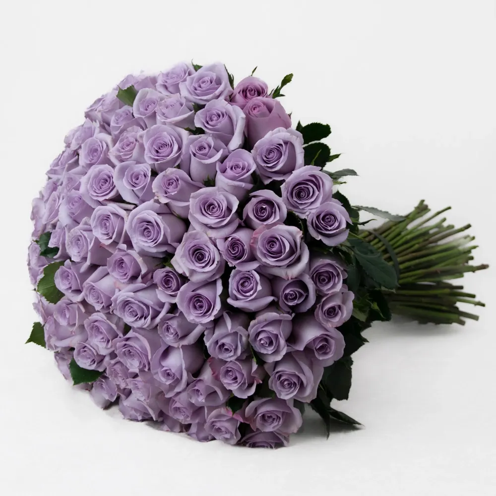 Bouquet of purple roses (100 pcs)