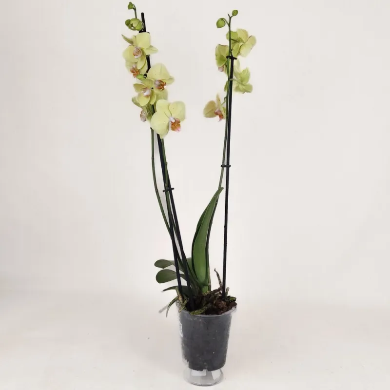 Yellow Orchid (three branches) 