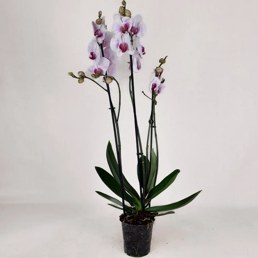 Orchid (with three branches)