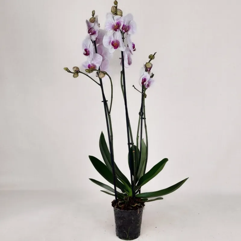 Orchid (with three branches)