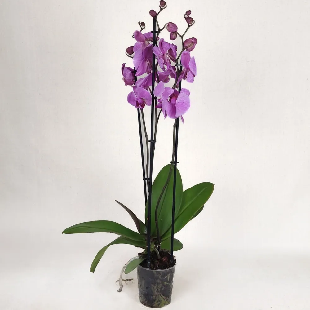 Purple Orchid (with three branches)
