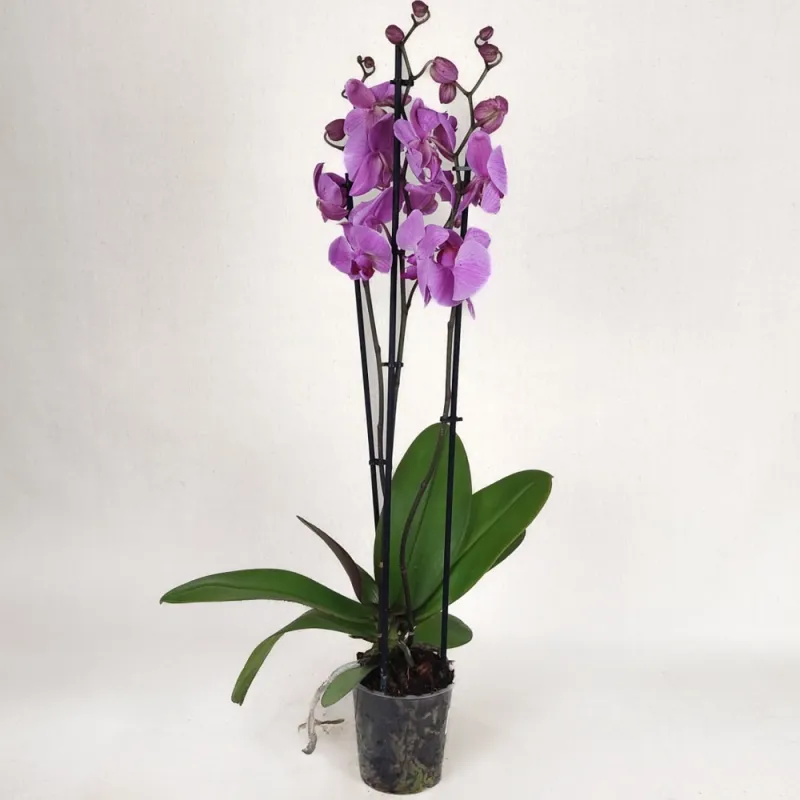 Purple Orchid (with three branches)