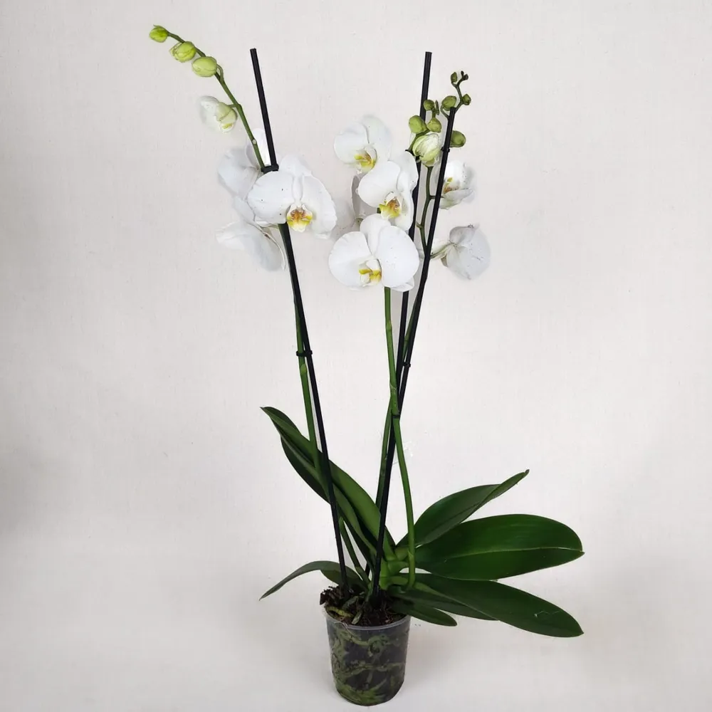 White orchid (three stems)