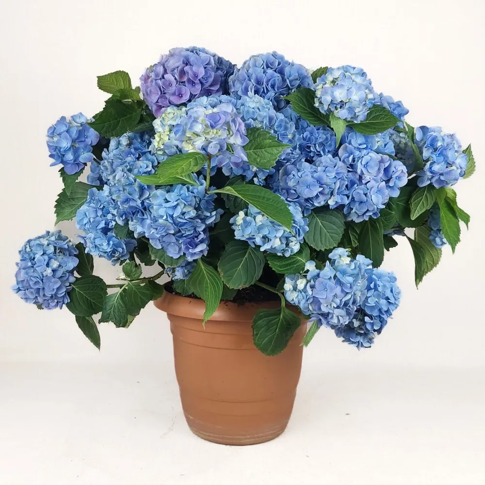Hydrangea 60 cm