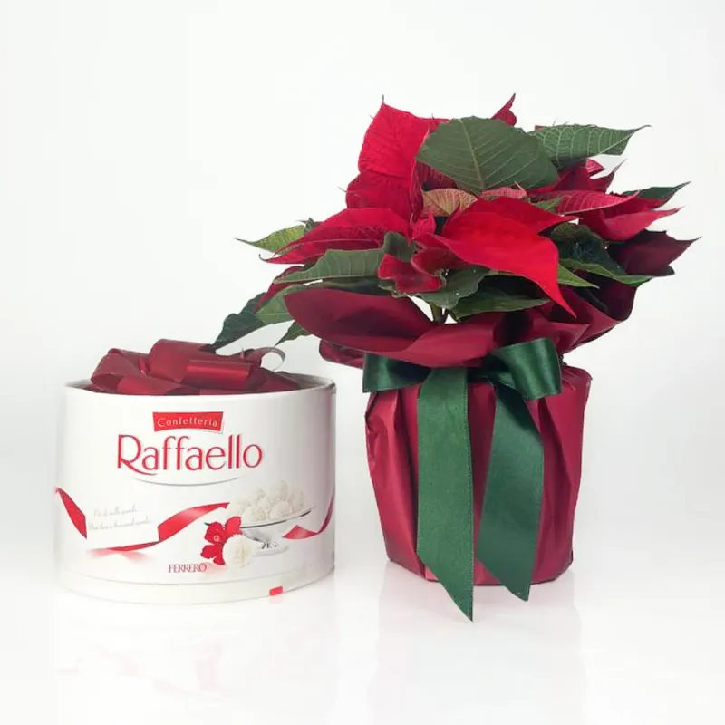 Puancettia and raffaello