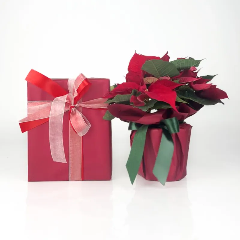 Christmas star plant and ferrero