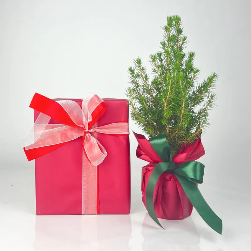 Small Christmas tree with Ferrero