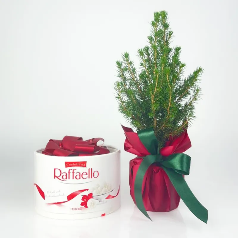 Small Christmas tree with Raffaello