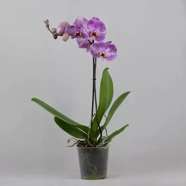 Light Purple Orchid
