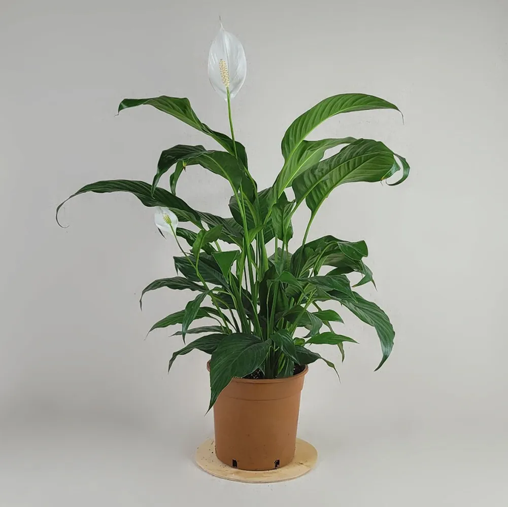 Spathiphyllum 80 cm
