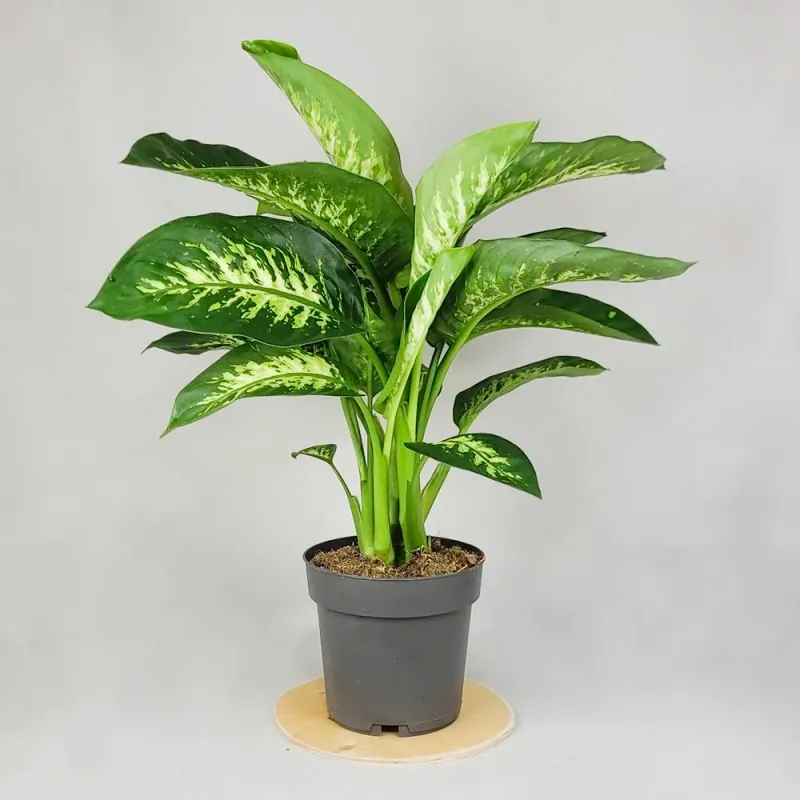 Dieffenbachia 65 cm