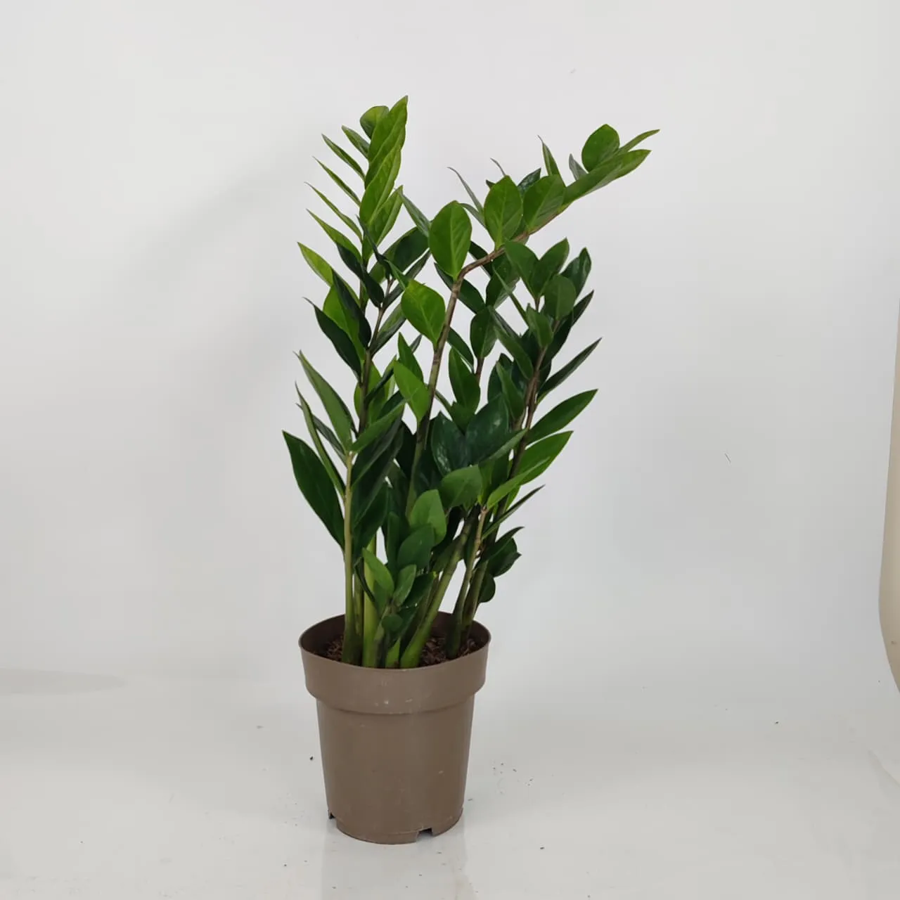 Zamioculcas 50 cm
