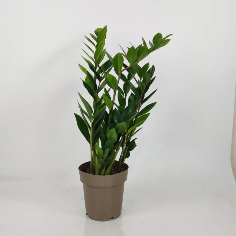 Zamioculcas 50 cm