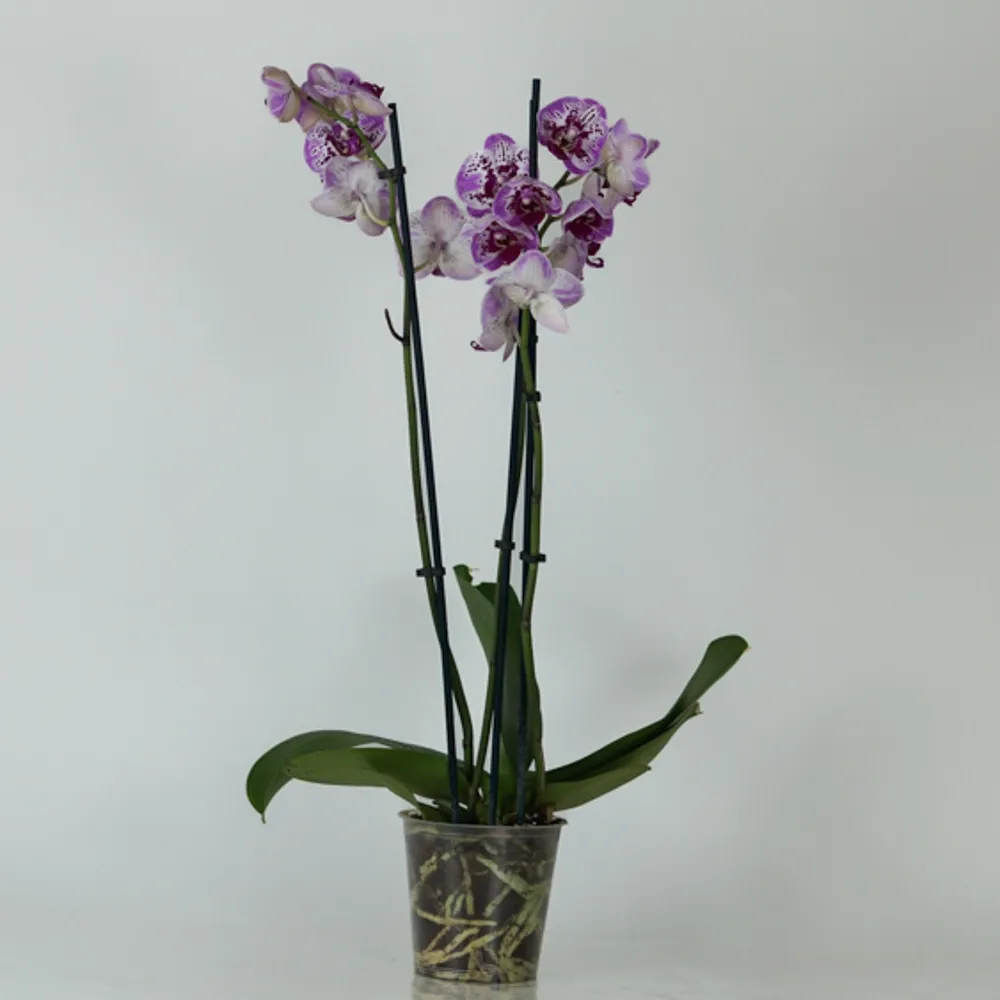 Purple Variegated Orchid