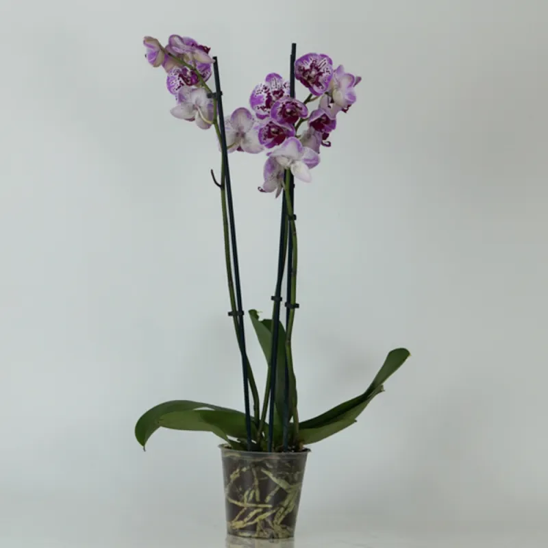 Purple Variegated Orchid